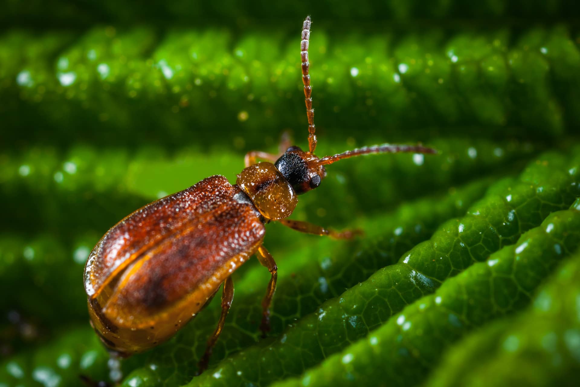 Bugs, Patches en Fun