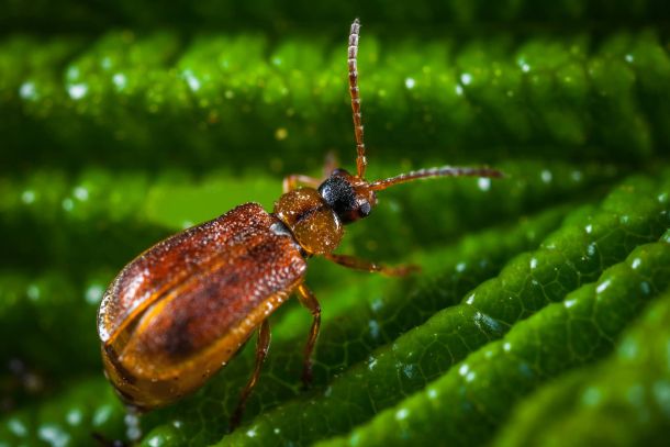 Bugs, Patches en Fun