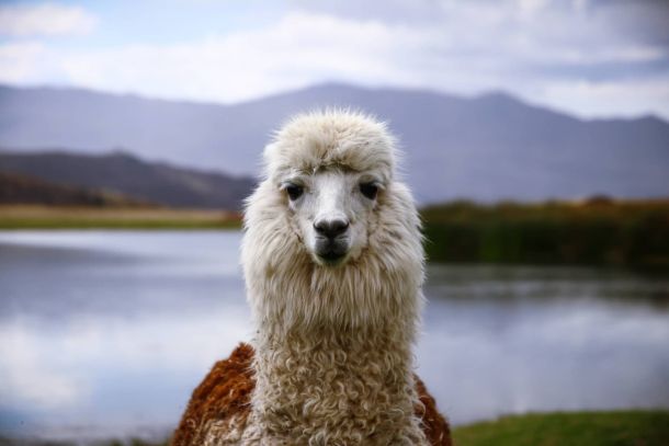 Alpaca 7b - Large Language Model